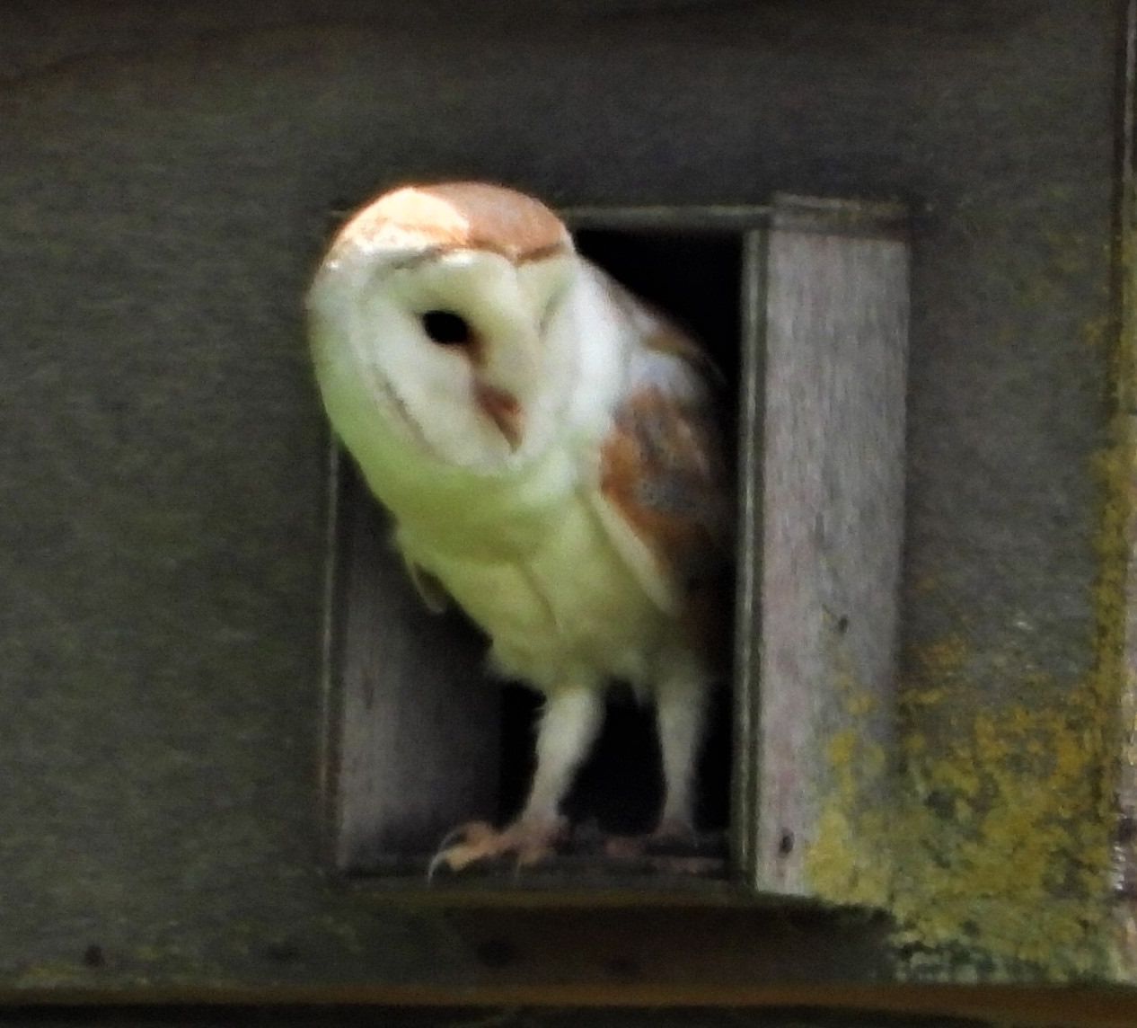   Male Barn Owl 